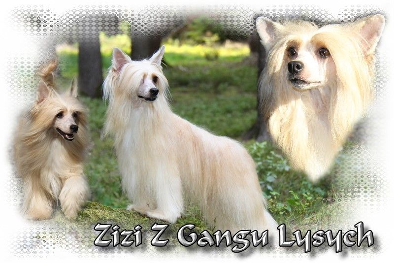 Zizi Z Gangu Lysych