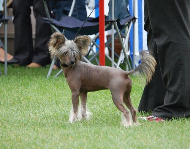 Zgrywus Z Gangu Lysych