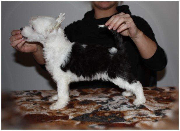 Inya Dreams Formal Attire