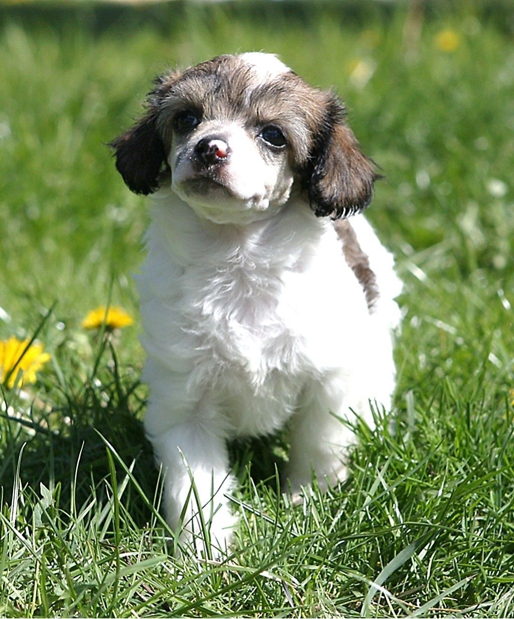 Cipracrest's Great Garlic Girl