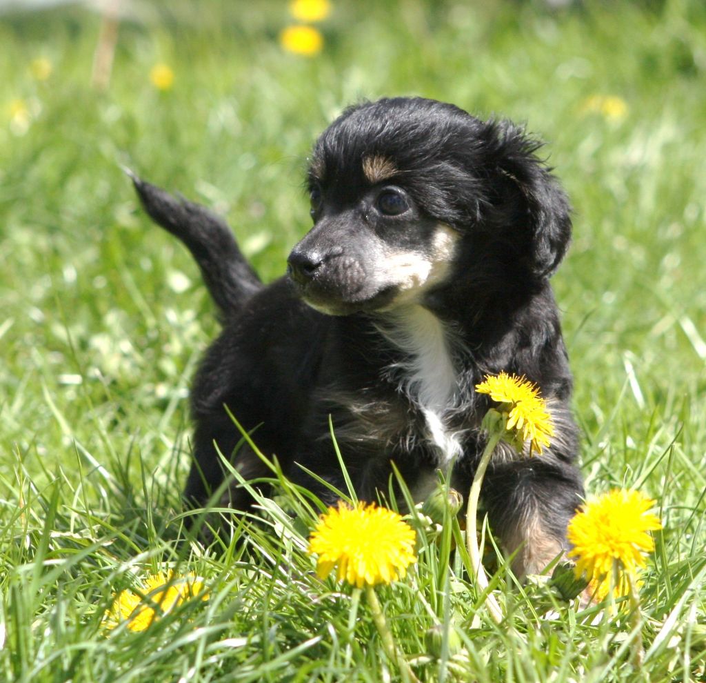 Cipracrest's Get Over It