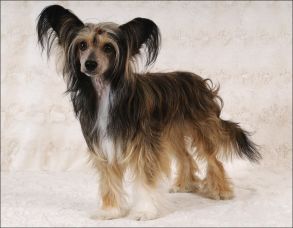 Cipracrest's Gilbert Grape