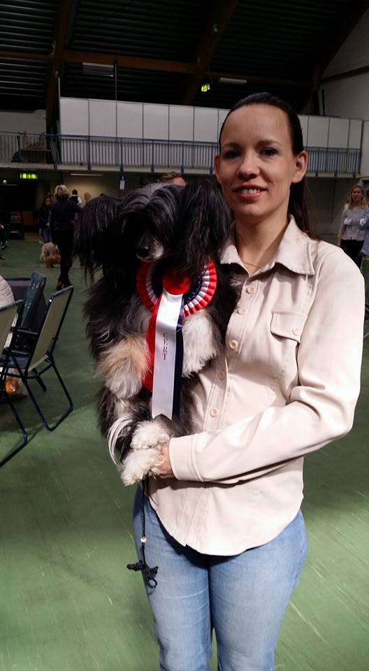 Cipracrest's Gorgeous Joker