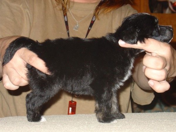 Restless and Wild Light of Shin-Ra