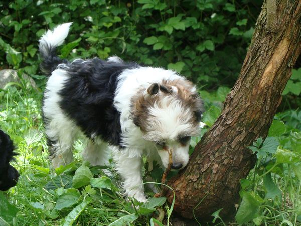 Return to Innocence Light of Shin-Ra