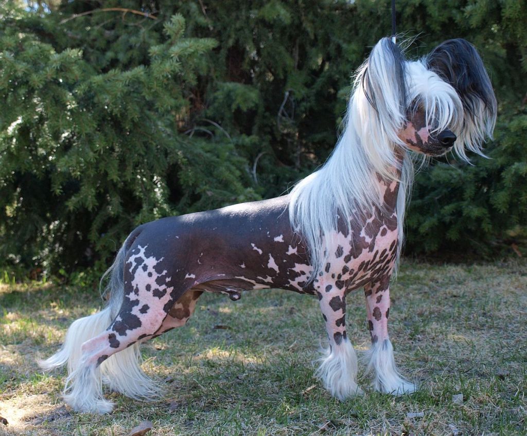 Crestwood Quantum Jump