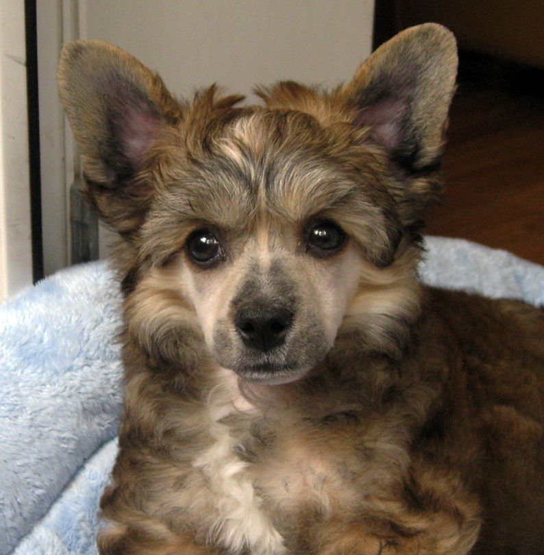 Silver Tauer Indiana Jones