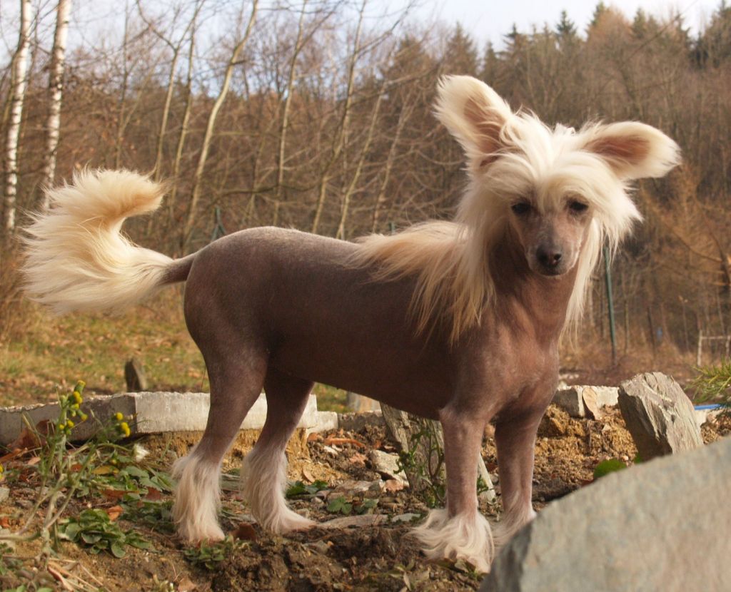 Desire Divoky tymian