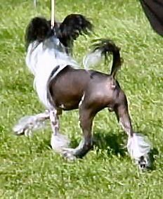 Pufnstuf's Qween Of Hearts