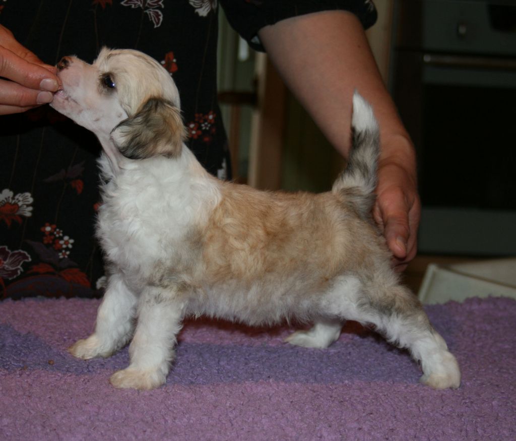 Proud Pony Quick Kick