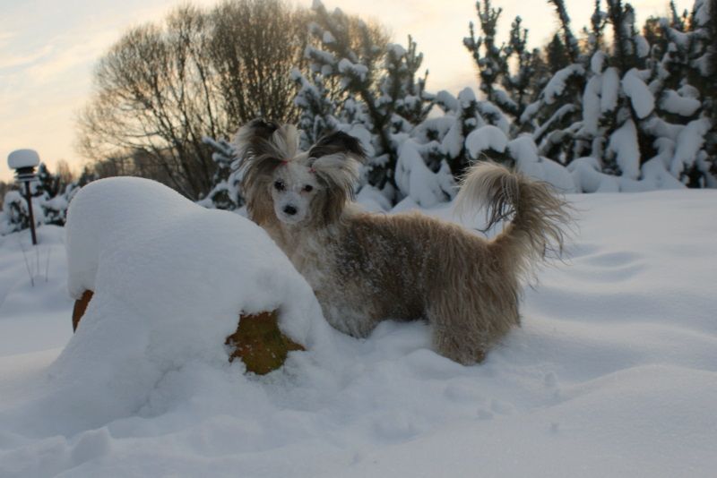 Hundred Acres Swedish Dream