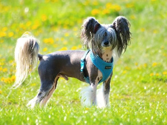 Cedrik Cechovo kvitko