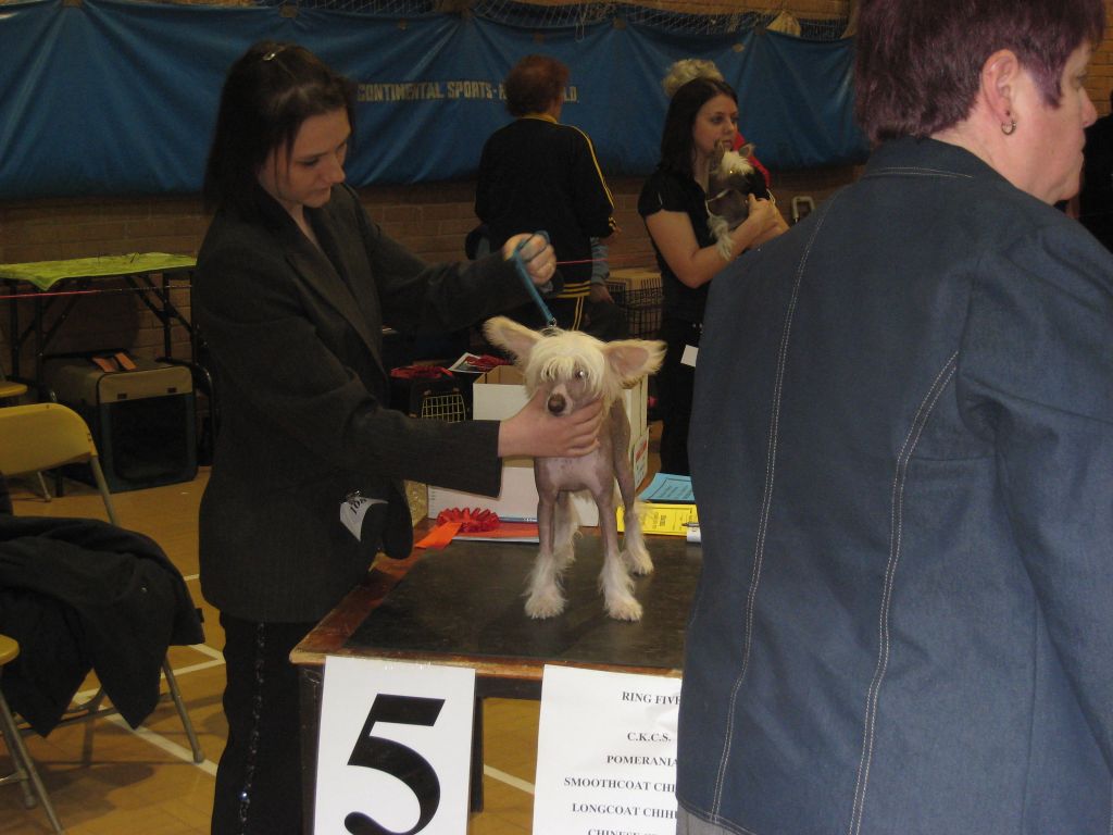 Salmoncrest Feva Las Vegas