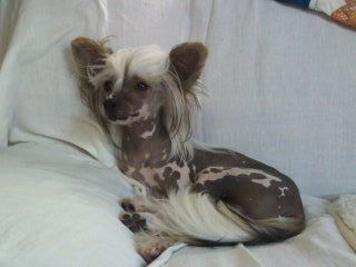 Rino Anne JP Unicorn Kiddy