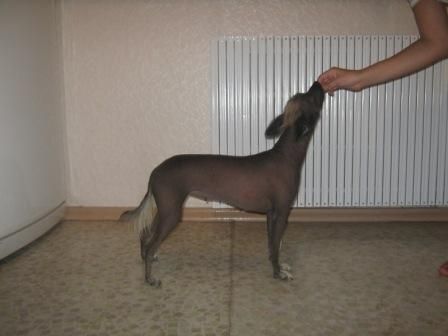 Afina Formula Uspeha