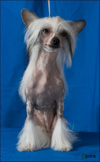 Kredo Festa Tale about Love