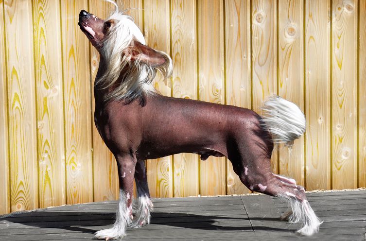 Practical Hero Charm In Silence