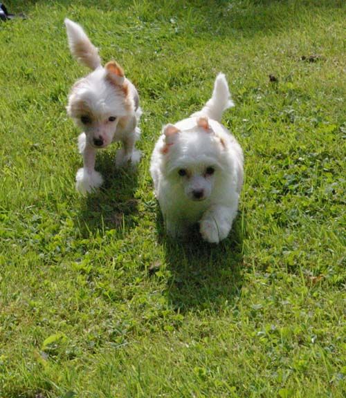 Oriental Jokes Elena's band