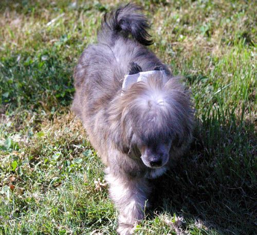 Oriental Jokes Excelsior