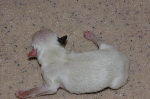 Oriental Jokes En Secret