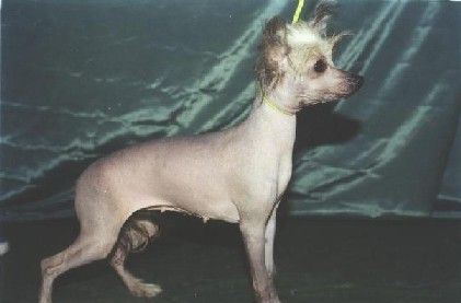 Vivat Sanraiz Pani Nochnaya Feya