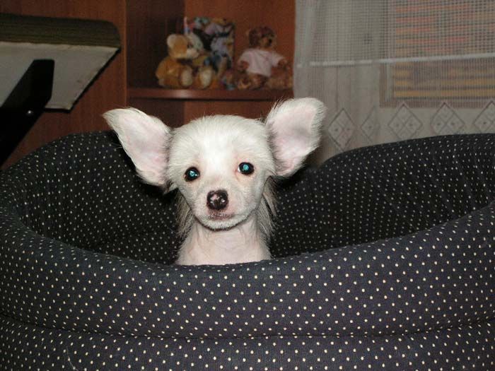 Cawley Boy z Valasskeho raje