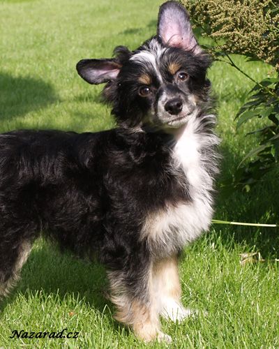 Bruno Banani Nazarad