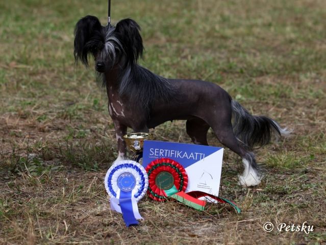 Dragon Moon Only By The Night