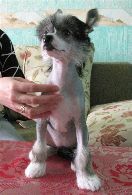 Elenline Zhelise Blue Claire