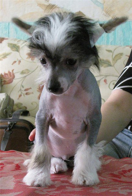 Elenline Zhusie Versal