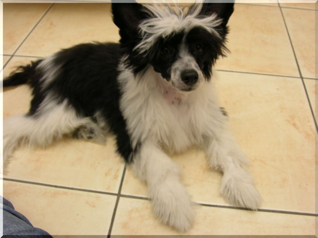 Fundoklia-Völgyi Kaszanics Casanova