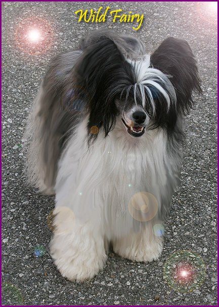 Fundoklia-Völgyi Kaszanics Christal Star Back