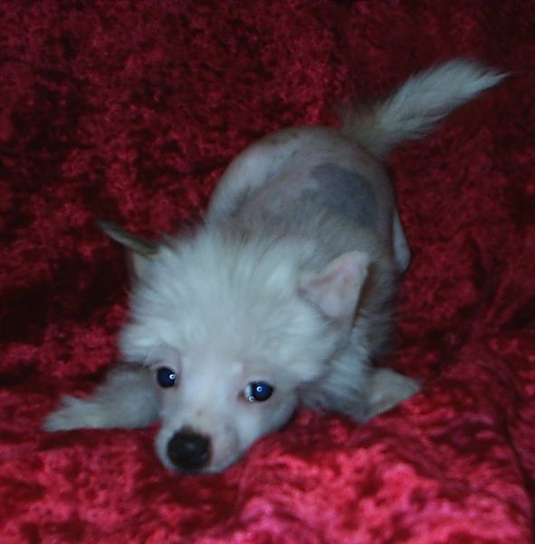 Nju Art Vintazh Krik Bogini