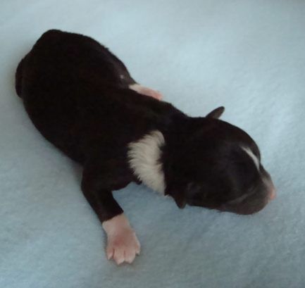 Coffeenoir Dogo Dogino