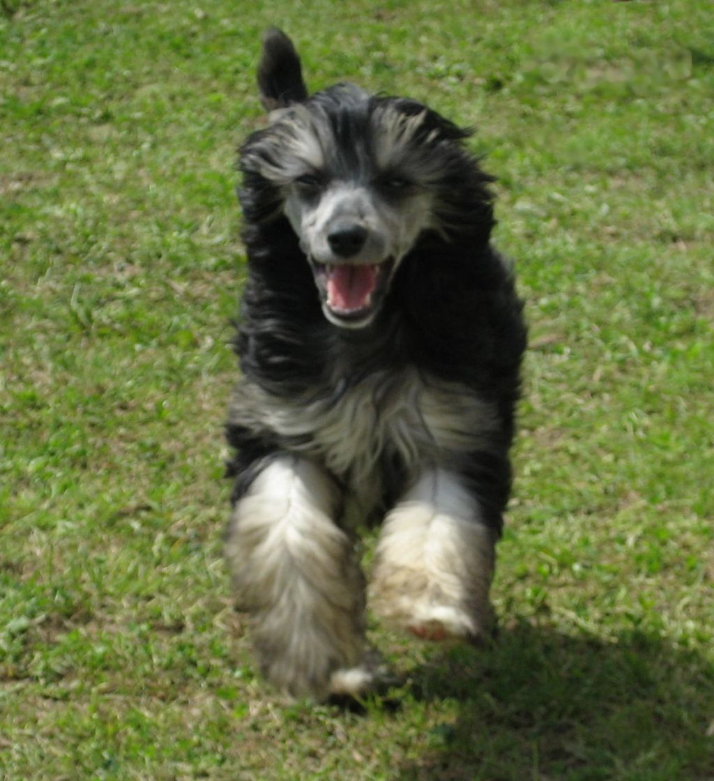 Nessie z Kamilova dvora