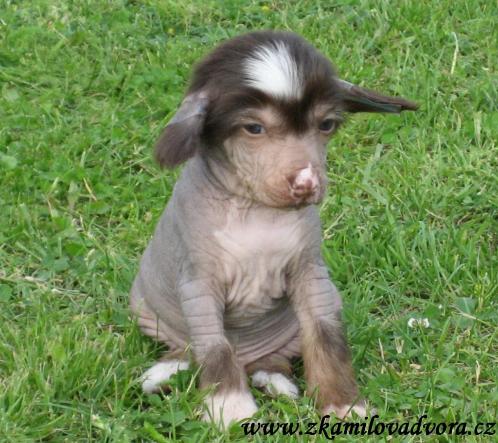 Nougat z Kamilova dvora