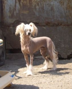 Sandaski Tavija Toplis Toi