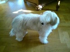 Sandrus Bolli Stolli