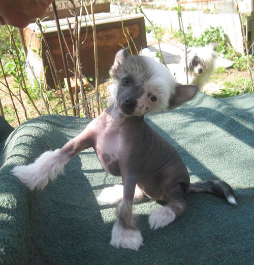 Angel O' Check Zlatovlaska