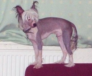 Philandiane Swear It Again