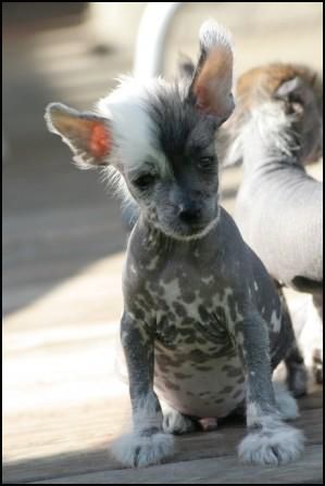 House Of Fun's Gladiator