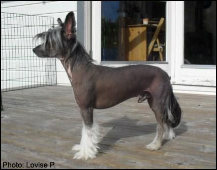 House Of Fun's Galaxy Poker