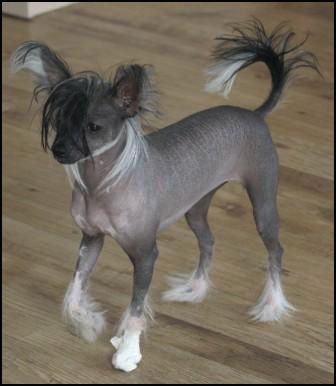 House Of Fun's Gossip Girl