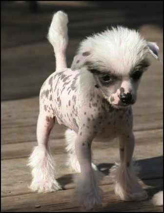 House Of Fun's Girls Don't Stop