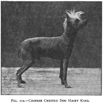 Hairy King