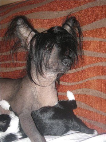 Ocharovashka Sofi Lo