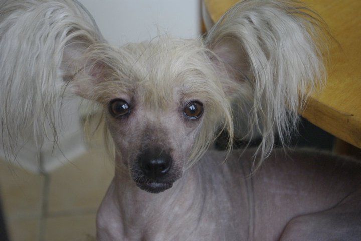 Secret Zakazany Owoc