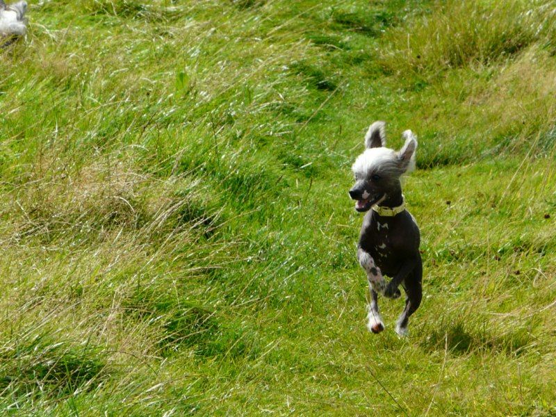 Camoto Take It To The Max