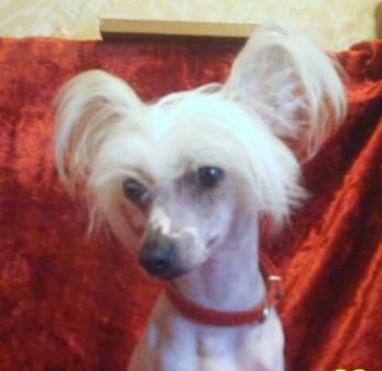 Nyu Art   Yagodka Moya Dolgozhdannaya