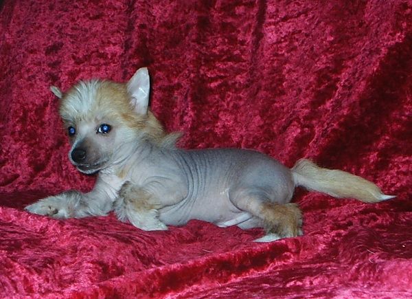 Nyu Art Yanus Bozhestvo Vremeni